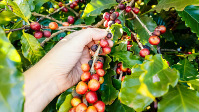 Coffee cherry extract shows memory benefits in novel RCT