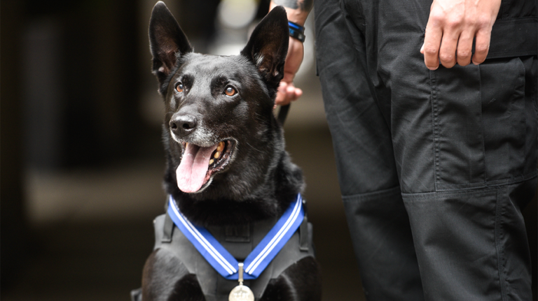 White House protector and most decorated K-9 in US history dies: ‘a very good boy’