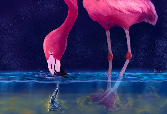 Flamingos feed by dragging their flattened beaks forward along the bottom of shallow lakes. To increase the efficiency of feeding, they stomp dance to churn the bottom, create an upwelling vortex with their heads and clap their beaks constantly to draw food, like brine shrimp, into their mouths. Image credit: Aztli Ortega.