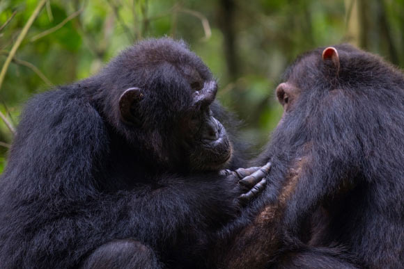 Social grooming between two chimpanzees in the Budongo Forest, Uganda. Image credit: Elodie Freymann.