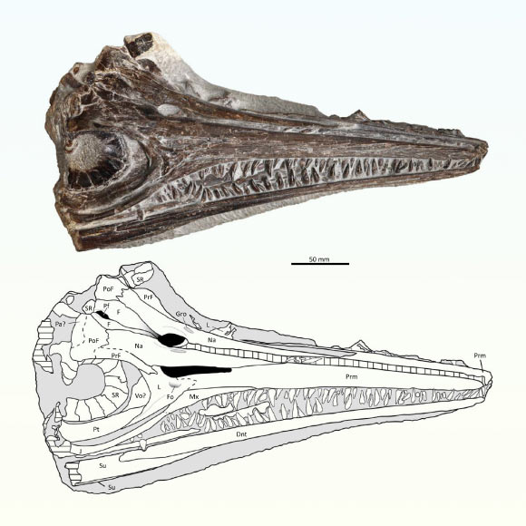 Gadusaurus aqualigneus. Image credit: Pratas e Sousa et al., doi: 10.4202/app.01199.2024.